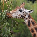 Dr. Lothar Schanne 02